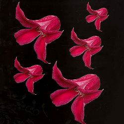 クレマチス：プリンセスダイアナ4号ロングポット(テキセンシス系)*