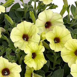 ペチュニア：ビバ　ストロングライムパンチ3.5号ポット