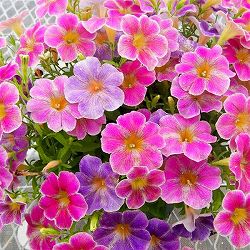 [26年4月下旬予約]ペチュニア：花ことば3.5号ポット