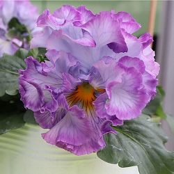 [25年11月中下旬予約]パンジー（フリル咲き）：シュガーボンボン（ブルーパープル系）3-3.5号ポット