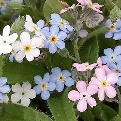 [26年1月中下旬予約]ワスレナグサ：ベラミーシリーズ 花色ミックス植え4.5号鉢植え