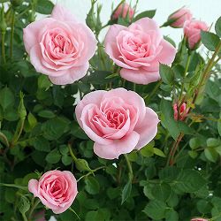 [26年3月中下旬予約]ミニバラ：ミスピーチ姫4.5号鉢植え