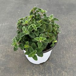 香りハーブ：オレガノ　ホット＆スパイシー3.5号ポット