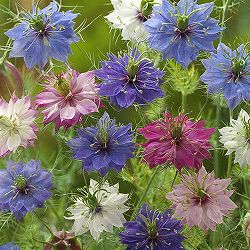 ニゲラ　ミスジーキル・花色見計らいミックス3-3.5号ポット 3株セット