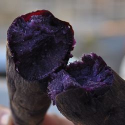 [26年4月下旬予約]サツマイモ苗：ふくむらさき(PVP)4連カット6パックセット（合計24株）