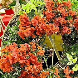 ネメシア（わい性）：サーモン2.5号ポット