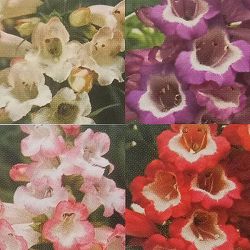 [送料無料]ペンステモンおまかせ花色ミックス3号ポット28株セット