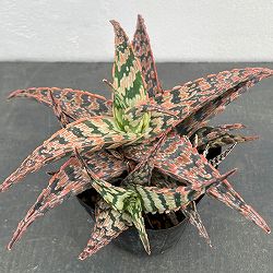 アロエ：サイドワインダー　3.5号ポット