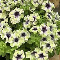 ペチュニア：アマゾナス プラムコカトゥー4号鉢植え