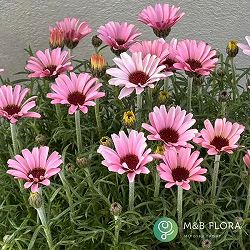 ローダンセマム：プリマリア3-3.5号ポット 6株セット