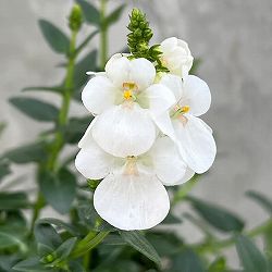 ディアスシア：トリニティ　グレース3.5号ポット