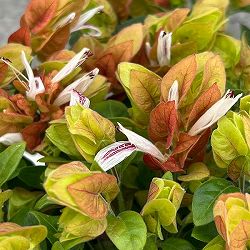 ベロペロネ・グッタータ（コエビソウ）：エビーナ メアリー3.5号ポット