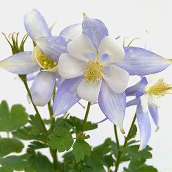 西洋オダマキ：キリガミ　ライトプブルー＆ホワイト3.5号ポット*