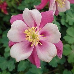 西洋オダマキ：キリガミ　ローズ＆ピンク3.5号ポット*