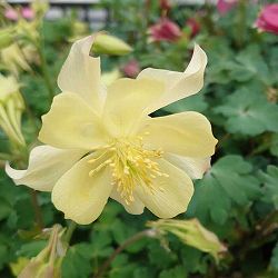 西洋オダマキ：キリガミ　イエロー3.5号ポット*