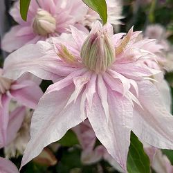 [26年1月中下旬予約]クレマチス：サクラノヨウセイ（咲良の妖精）3-3.5号ポット