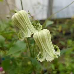 [26年1月中下旬予約]クレマチス：シェンロン3-3.5号ポット