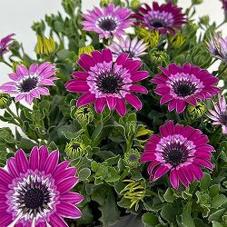 オステオスペルマム：ハートシンフォニー3号ポット