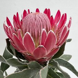 プロテア：ピンクプリンセス　7号鉢植え26-02