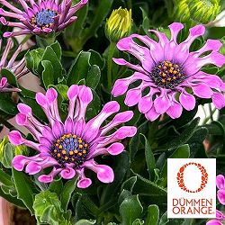 オステオスペルマム：マルガリータ ピンクスプーン3.5号ポット