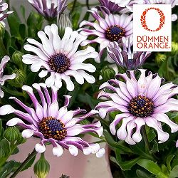 オステオスペルマム：マルガリータ ホワイトスプーン3.5号ポット