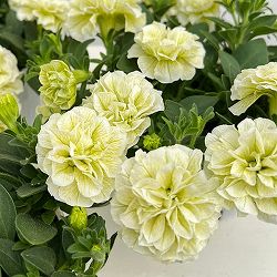 ペチュニア：ダブル　エメラルドコットン3-3.5号ポット