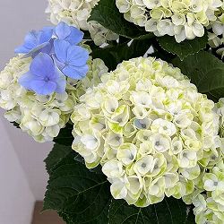 アジサイ：マジカルレポリューションシャーベットブルー5号鉢植え