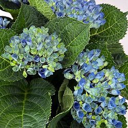 アジサイ：マジカルレポリューション ビターパープル5号鉢植え