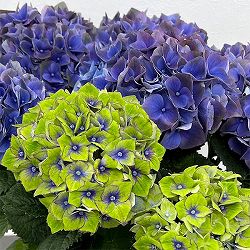 [26年4月下旬予約]アジサイ：マジカルクリムゾンナイトメア5号鉢植え