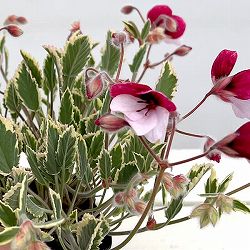 パンジーゼラニウム：斑入り3.5号ポット