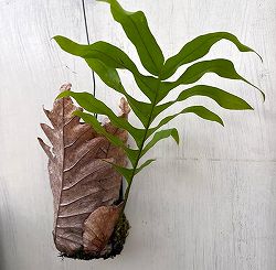 [ザ・ファームセレクト]ドリナリア：クエルシフォリア 板付け仕立て
