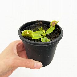 ハエトリソウ：オオタラコ　3号