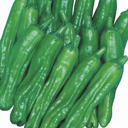 [送料無料]トウガラシ：ししとう3号ポット28株セット