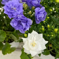 カンパニュラ・ブルーライクミーとホワイトライクミーの苗セット