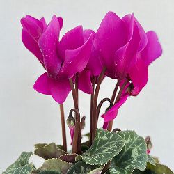 シクラメン：ドリームスケープ　ブライトパープル3.5号ポット