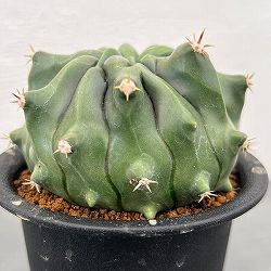 [ザ・ファームセレクト]フェロカクタス：短刺巨鷲玉無刺系（無刺実生株）　3号鉢植え