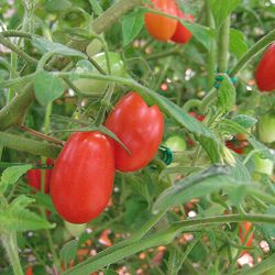 [送料無料]トマト（ミニ）：フルーツトマトアイコ自根苗3号ポット28株セット