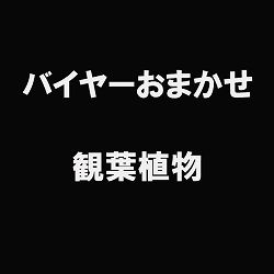 園芸ネットバイヤーのおまかせ観葉