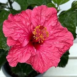 ハイビスカス：リオ5号鉢植え