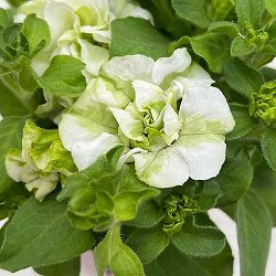 ペチュニア：ベルチャーム　エルザ3-3.5号ポット 6株セット