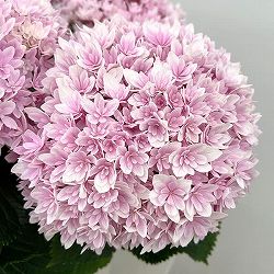 アジサイ：響（ひびき）ピンク5号鉢植え