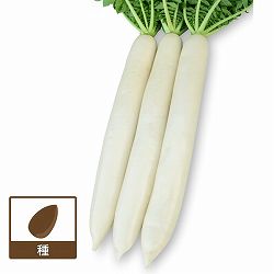 ダイコン（大根）：YR秋の剣[野菜タネ]