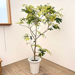 エバーフレッシュ　8号