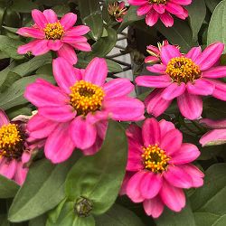 [26年5月中下旬予約]ジニア：ベリーズ ローズ（一重）3.5号ポット