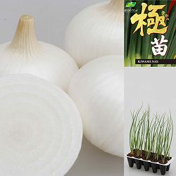 [25年10月中下旬予約]玉ねぎプラグ苗：極苗：白玉ねぎ サラダ向き 超サラダ 10セル（15本前後）