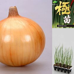 [25年10月中下旬予約]玉ねぎプラグ苗：極苗：黄玉ねぎ 貯蔵向き スワロー10セル多粒マキ（30本前後）