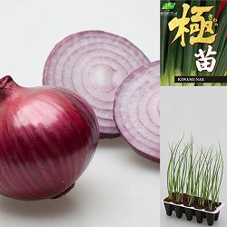 [25年10月中下旬予約]玉ねぎプラグ苗：極苗：赤玉ねぎ サラダ向き レッドグラマー（PVP）10セル多粒マキ（30本前後）