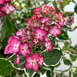 ヤマアジサイ：御殿場錦（ゴテンバニシキ）ピンク7号鉢植え