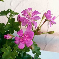 アイビーゼラニウム：シュガーベビー薄いピンク3号ポット