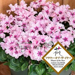 [25年11月中下旬予約]シクラメン：イリュージア　ピンクラテ4号鉢植え*